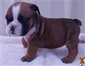 English Bulldog